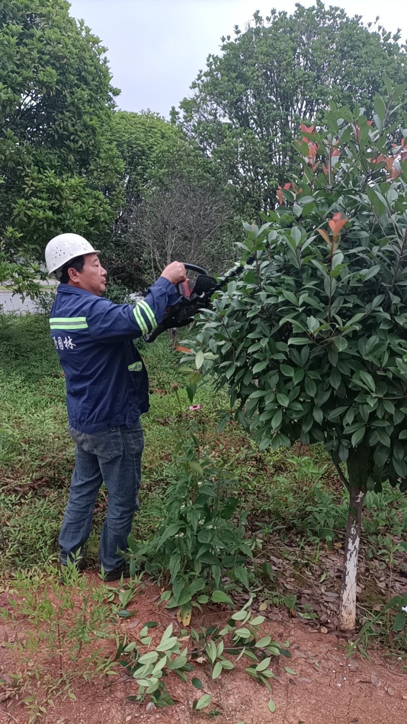 市政道路綠化養(yǎng)護(hù)項目